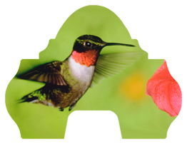 DARAY-L-027 Humming Bird 1